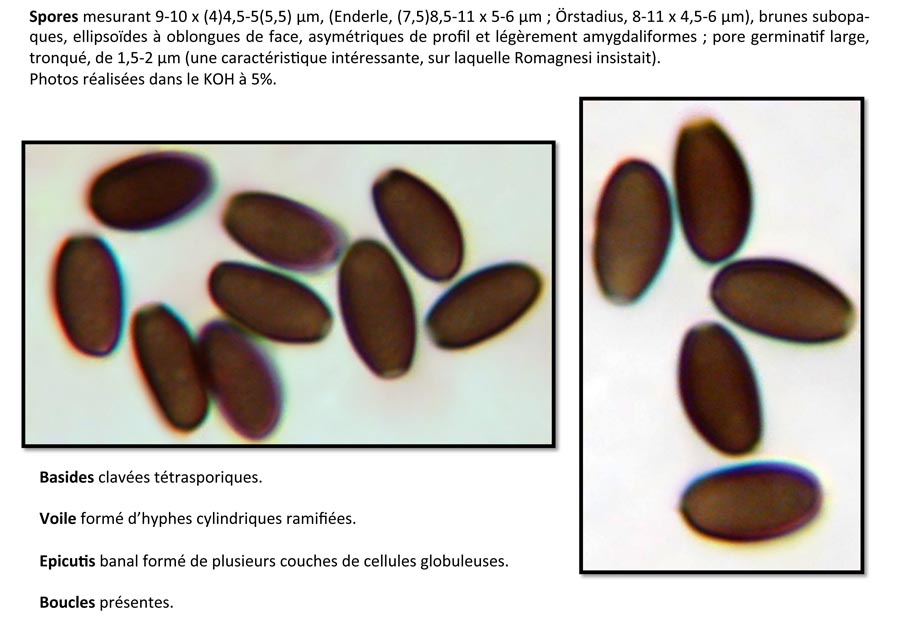 Psathyrella lutensis