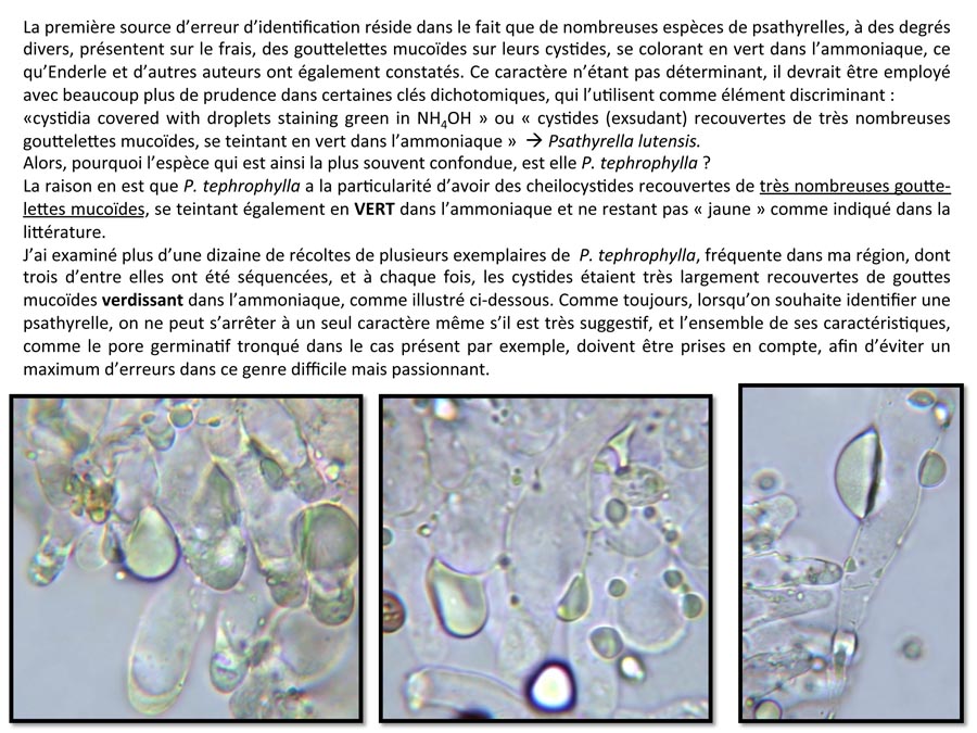 Psathyrella lutensis