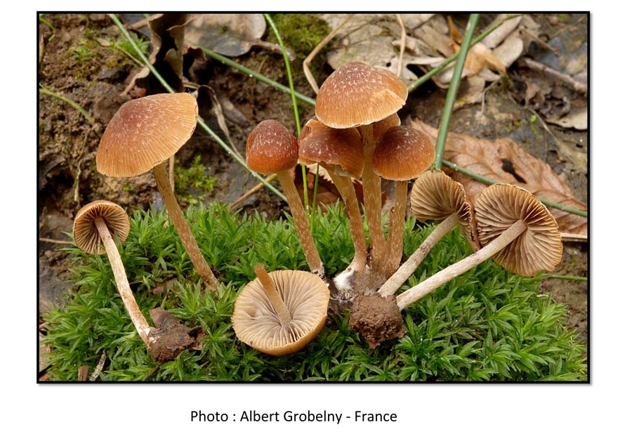 Psathyrella lutensis