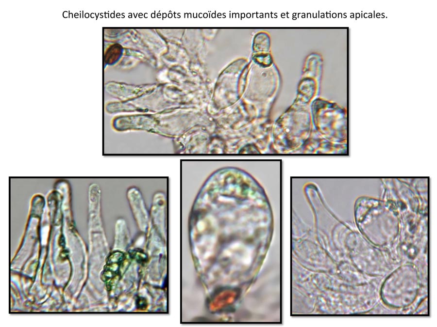 Psathyrella lutensis