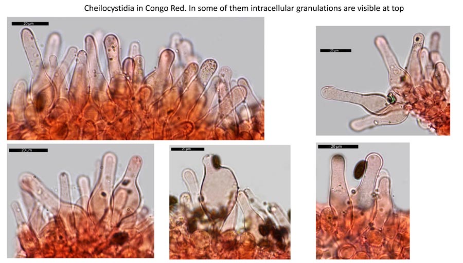 Psathyrella lutensis