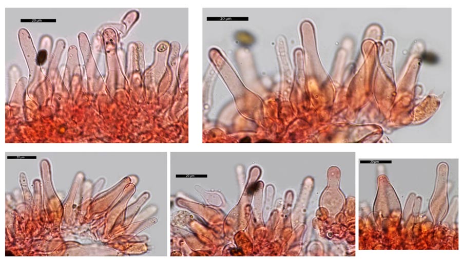 Psathyrella lutensis