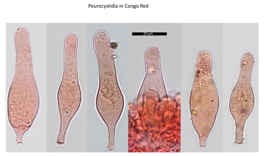 Psathyrella lutensis