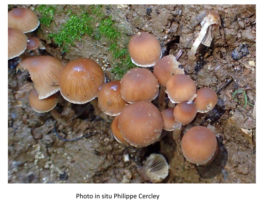 Psathyrella lutensis