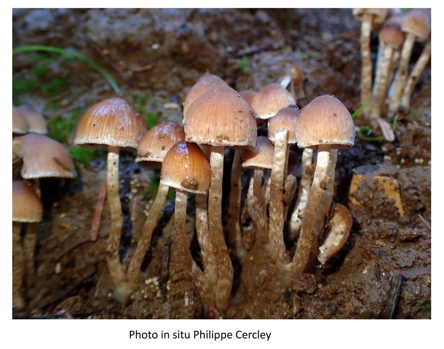 Psathyrella lutensis