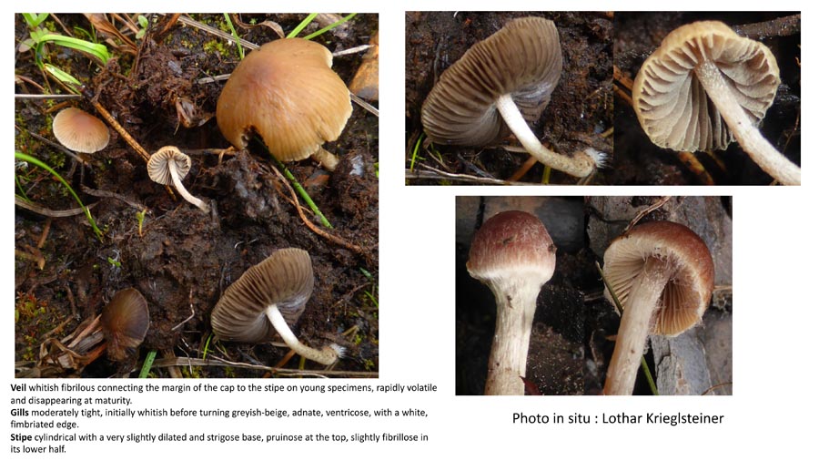 Psathyrella lutensis