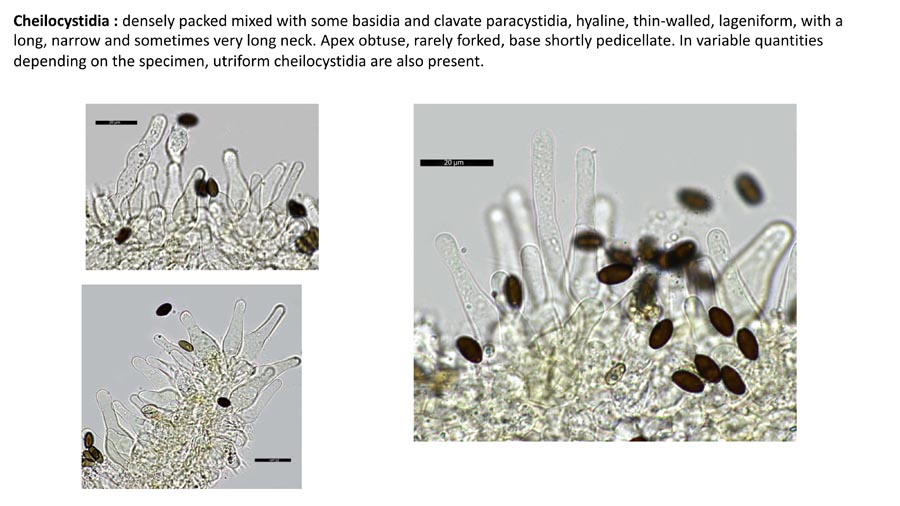 Psathyrella lutensis