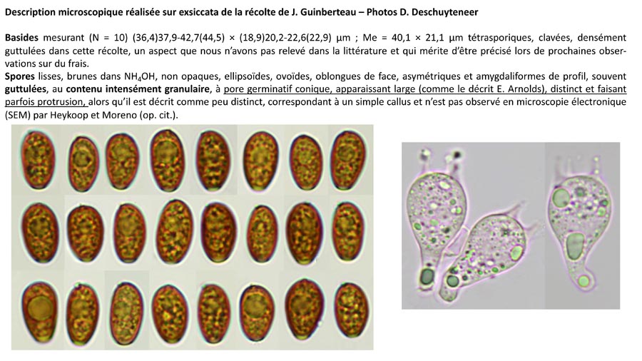 Psathyrella magnispora