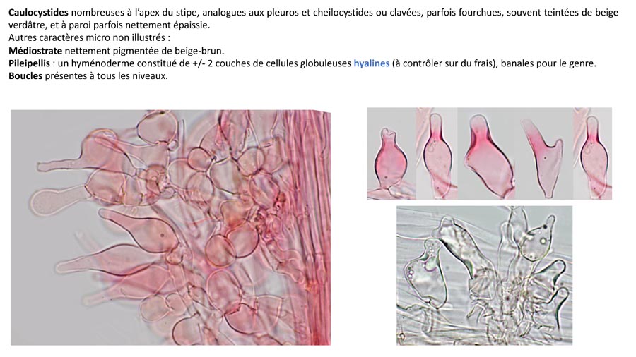 Psathyrella magnispora