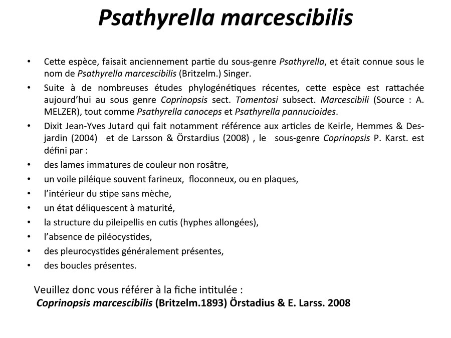 Psathyrella marcescibilis