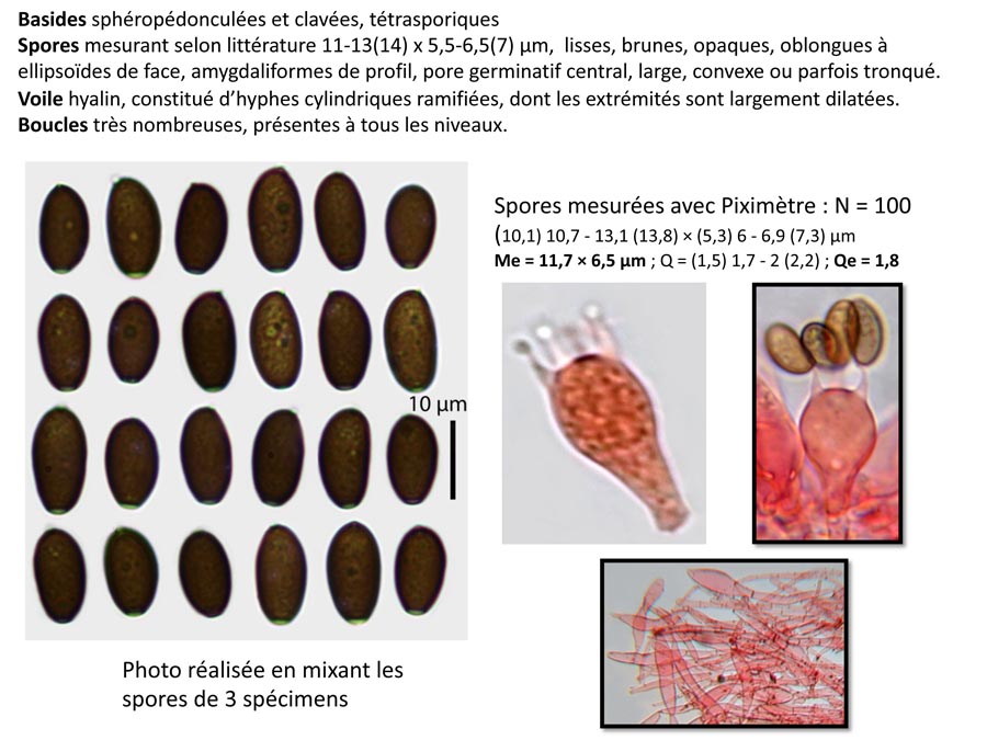 Psathyrella microrrhiza