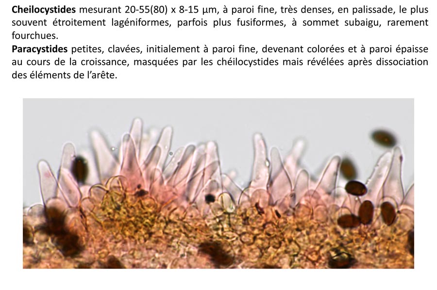 Psathyrella microrrhiza