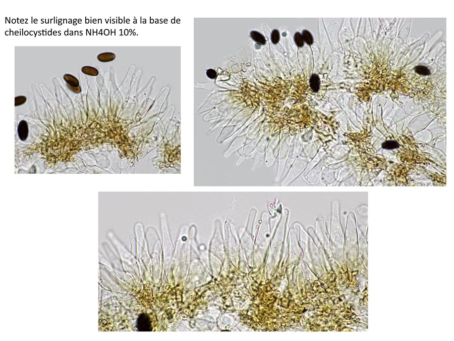 Psathyrella microrrhiza