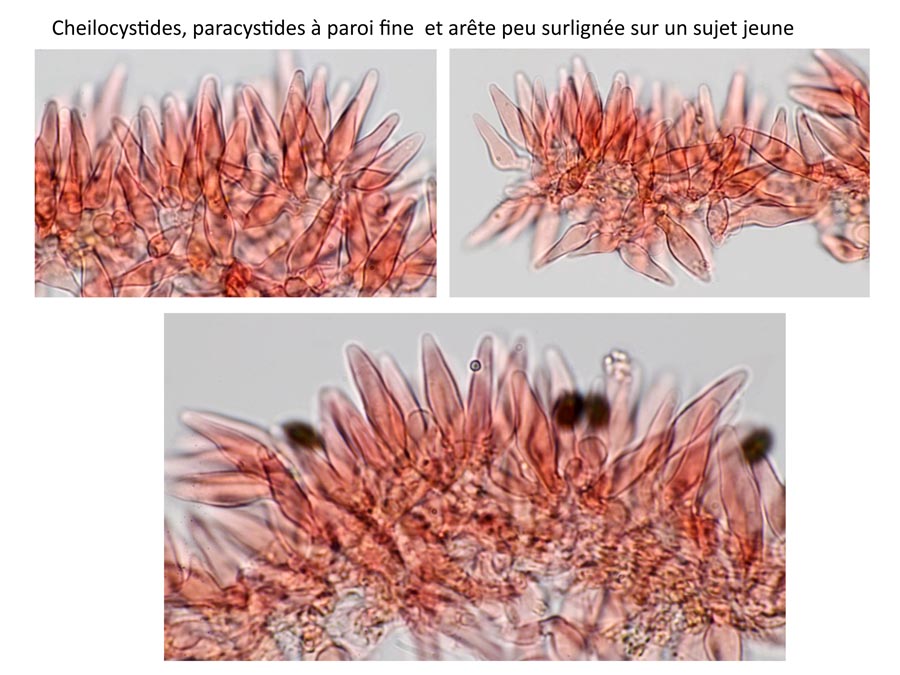 Psathyrella microrrhiza