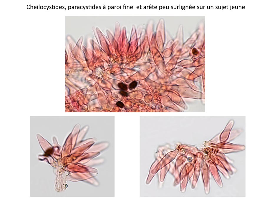 Psathyrella microrrhiza