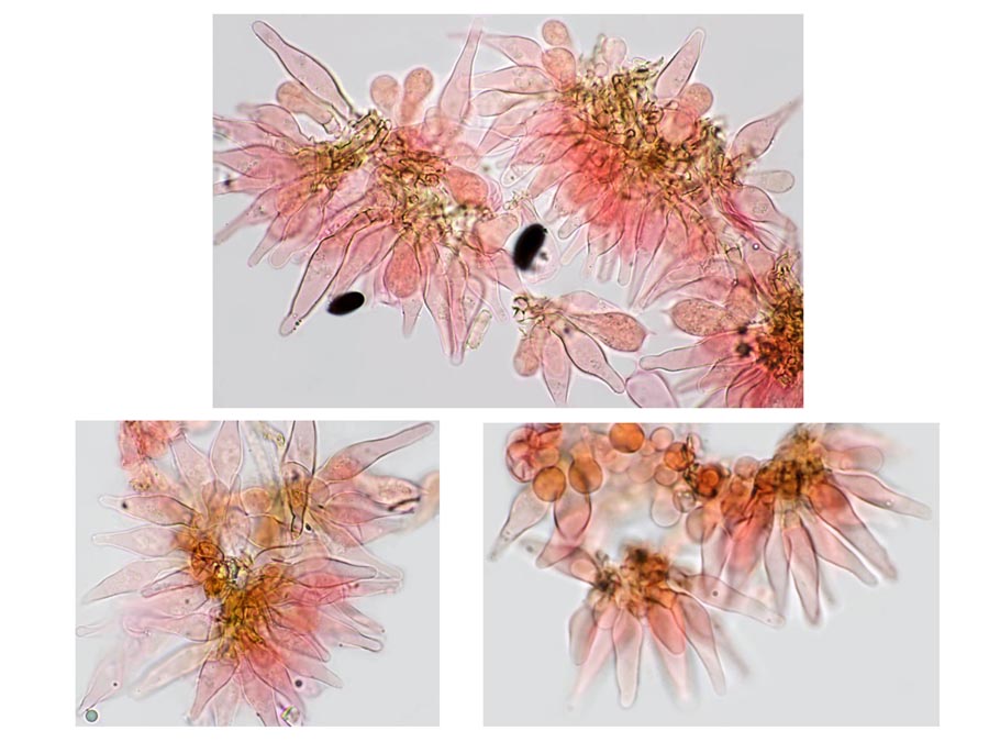 Psathyrella microrrhiza