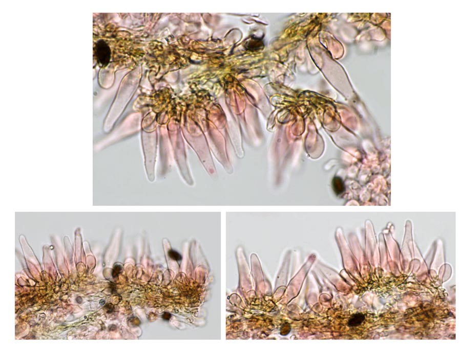 Psathyrella microrrhiza