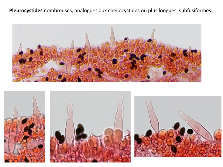 Psathyrella microrrhiza