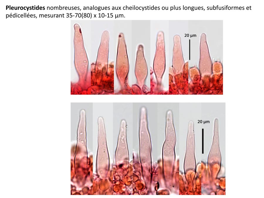 Psathyrella microrrhiza