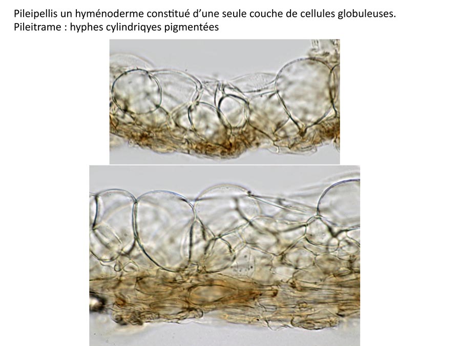 Psathyrella microrrhiza