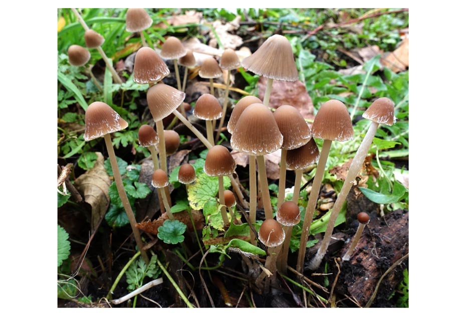 Psathyrella microrrhiza