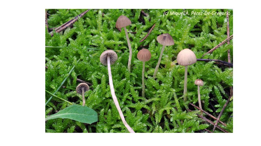 Psathyrella montgriensis