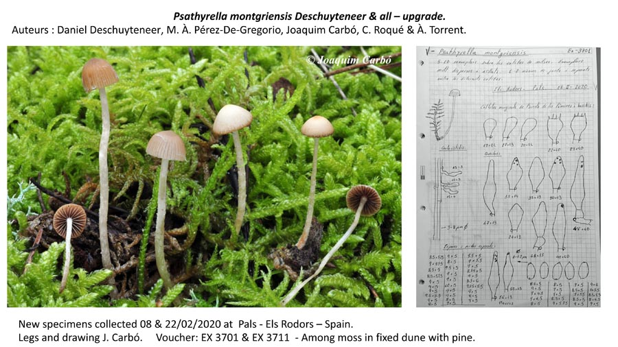 Psathyrella montgriensis