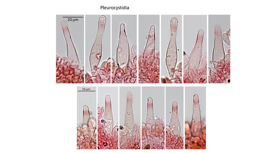 Psathyrella montgriensis