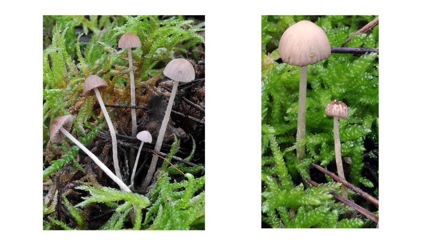 Psathyrella montgriensis