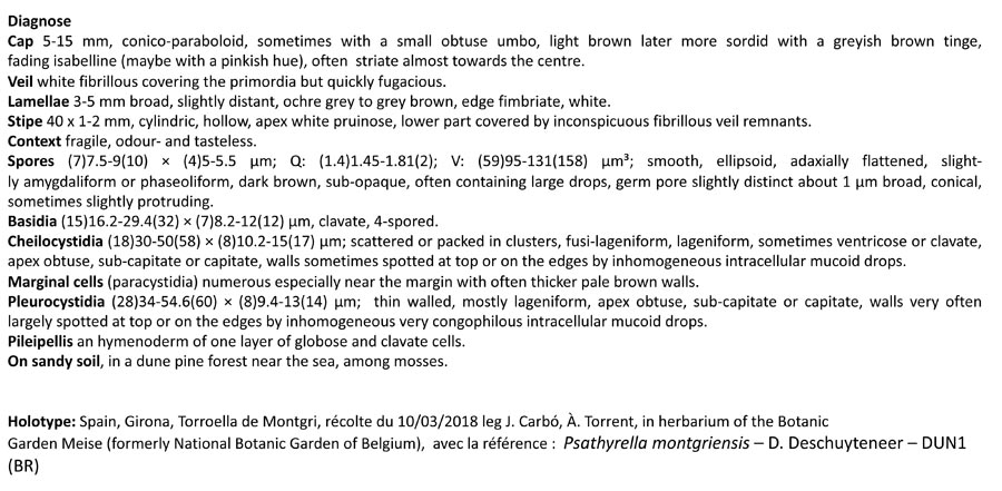 Psathyrella montgriensis