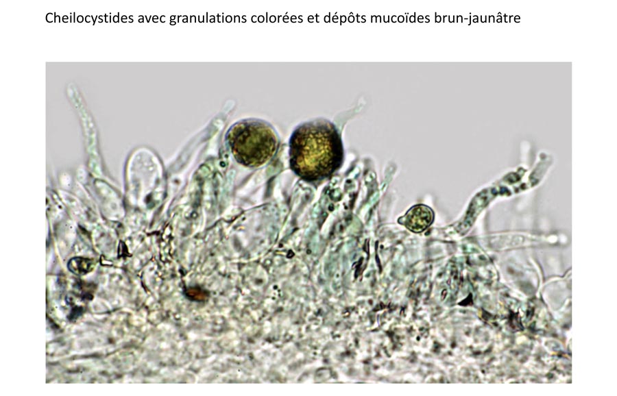 Psathyrella multipedata