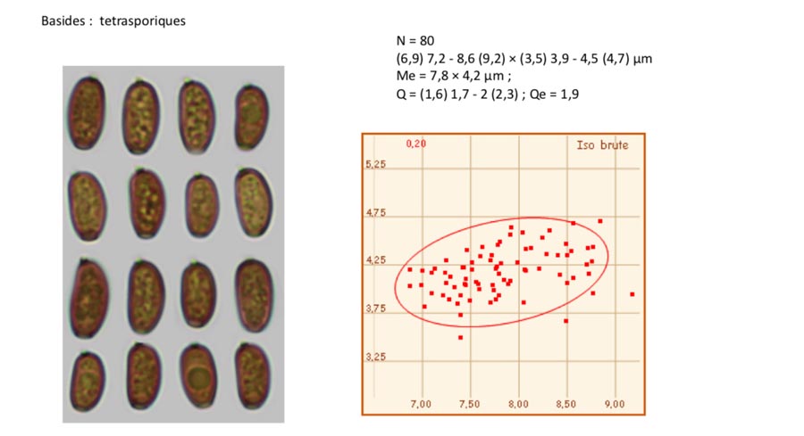 Psathyrella multipedata