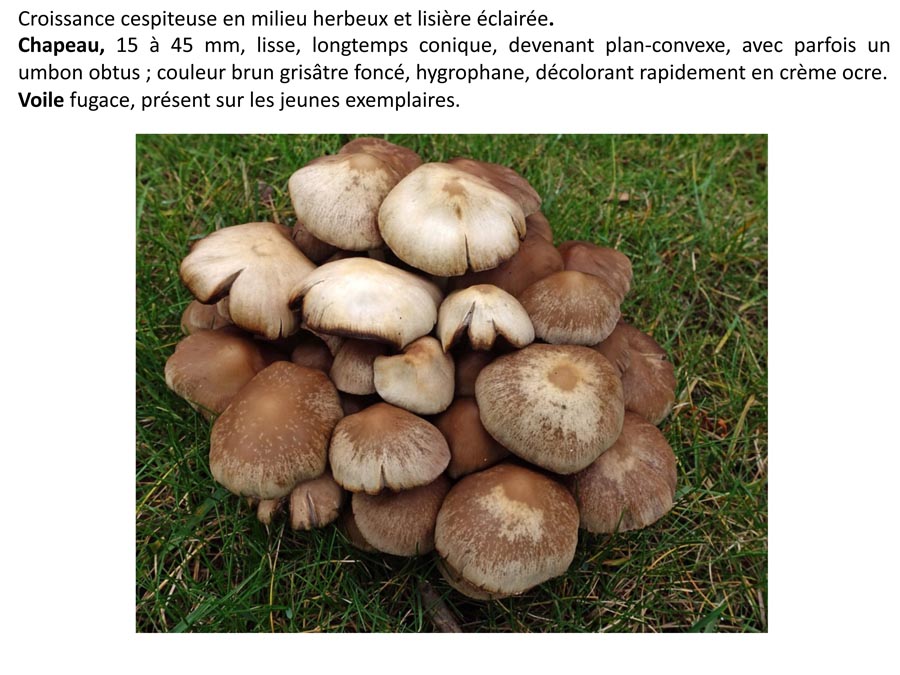 Psathyrella multipedata