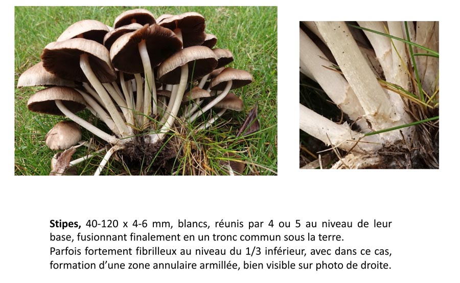 Psathyrella multipedata