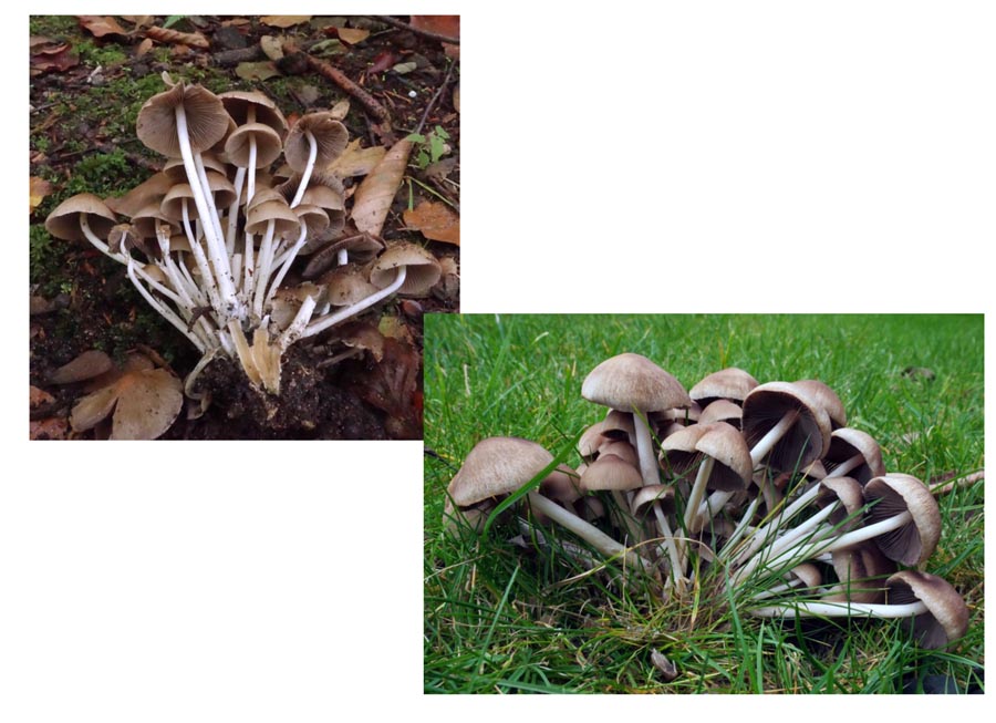 Psathyrella multipedata