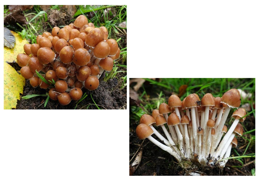 Psathyrella multipedata