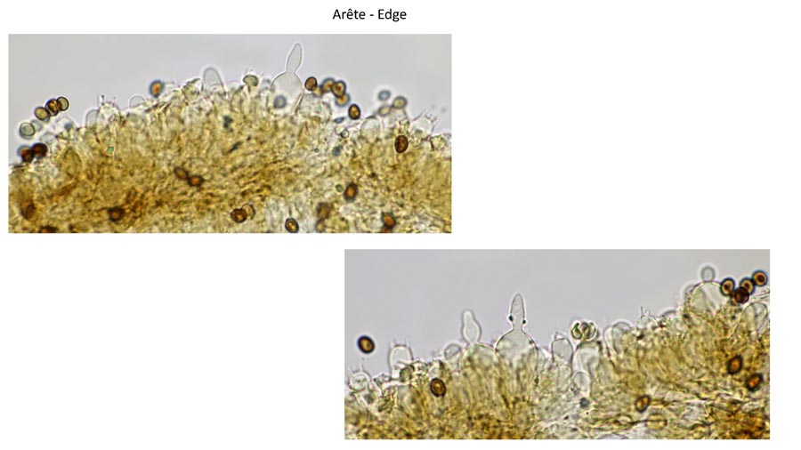 Psathyrella obscurotristis