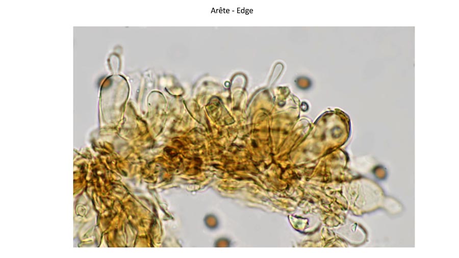 Psathyrella obscurotristis