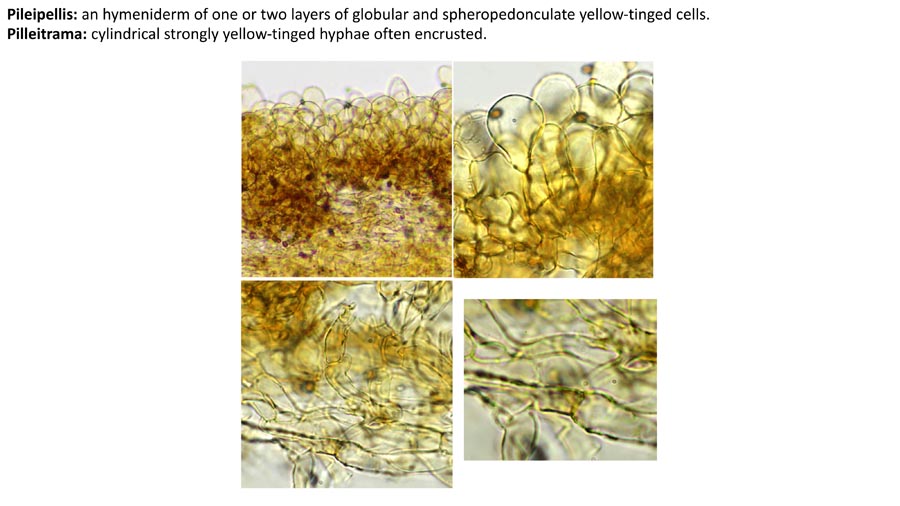 Psathyrella obscurotristis