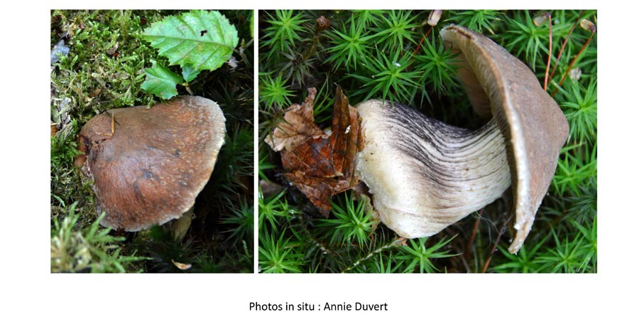 Psathyrella obscurotristis