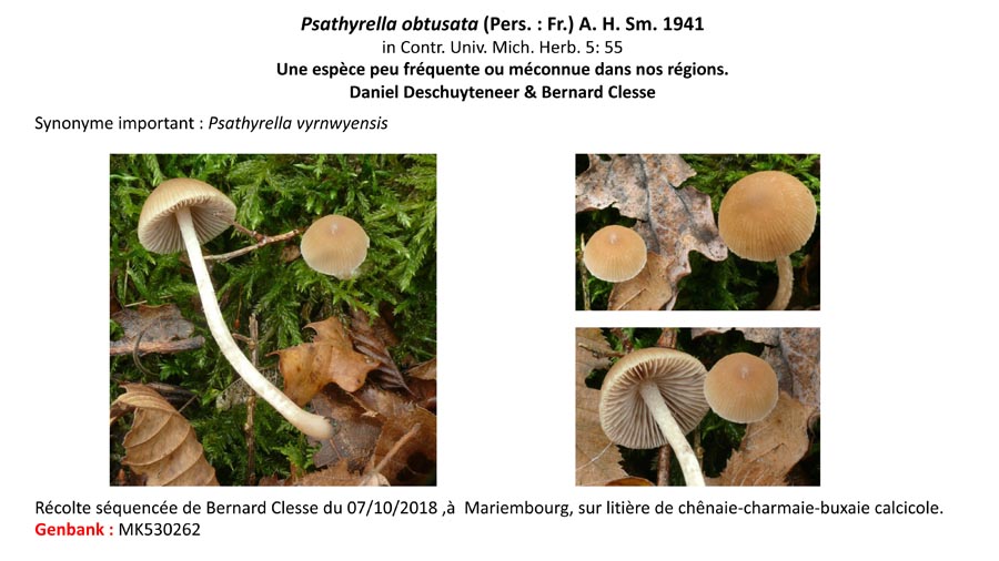 Psathyrella obtusata