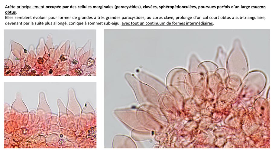 Psathyrella obtusata