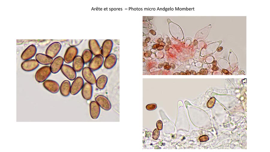 Psathyrella obtusata