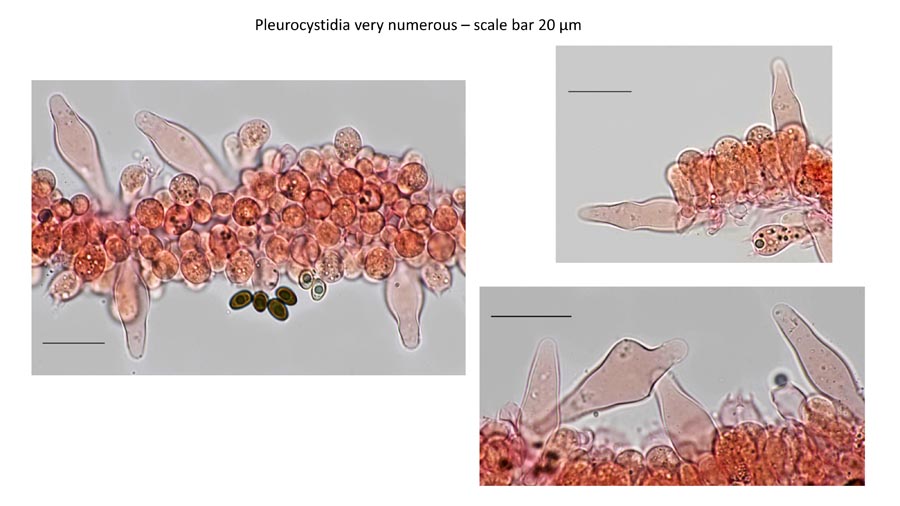 Psathyrella obtusata