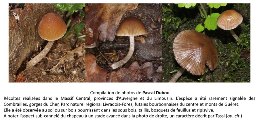 Psathyrella obtusata