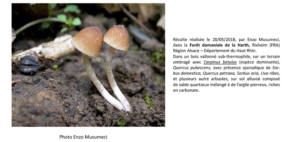 Psathyrella obtusata