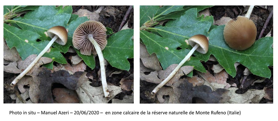 Psathyrella obtusata