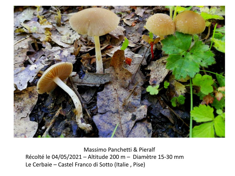 Psathyrella obtusata