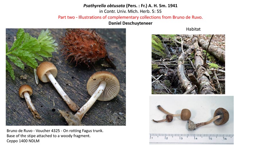 Psathyrella obtusata