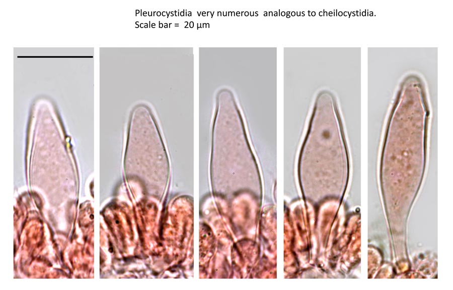 Psathyrella obtusata